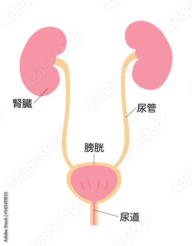 女性の腎臓と膀胱のシンプルなイラスト　名称あり