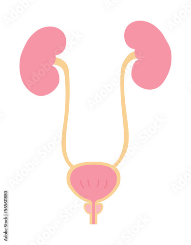 男性の腎臓と膀胱のシンプルなイラスト　文字なし