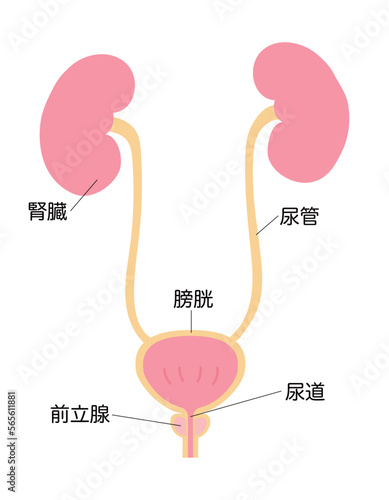 男性の腎臓と膀胱のシンプルなイラスト　名称あり