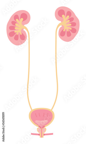 男性の腎臓と膀胱のイラスト　文字なし