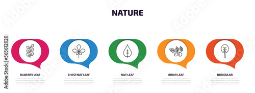 nature infographic element with outline icons and 5 step or option. nature icons such as bilberry leaf, chestnut leaf, nut leaf, briar orbicular vector.