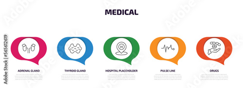 medical infographic element with outline icons and 5 step or option. medical icons such as adrenal gland, thyroid gland, hospital placeholder, pulse line, drugs vector.