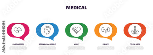 medical infographic element with outline icons and 5 step or option. medical icons such as cardiogram, brain in bald male head, cure, kidney, pelvic area vector.