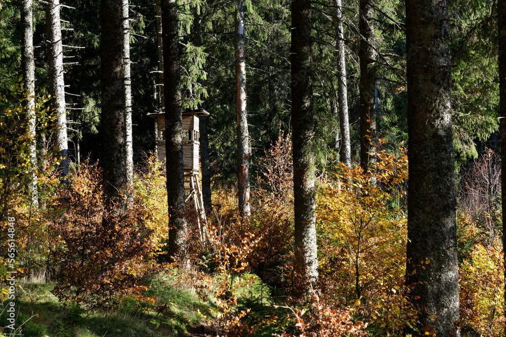 Obraz premium Deutschland - Baden-Württemberg - Schluchseer Jägersteig