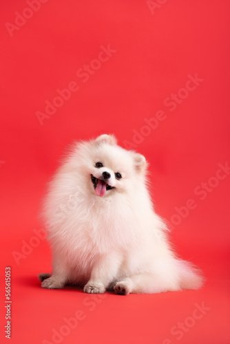 Dog breed pomeranian spitz funny sits on a red background photo