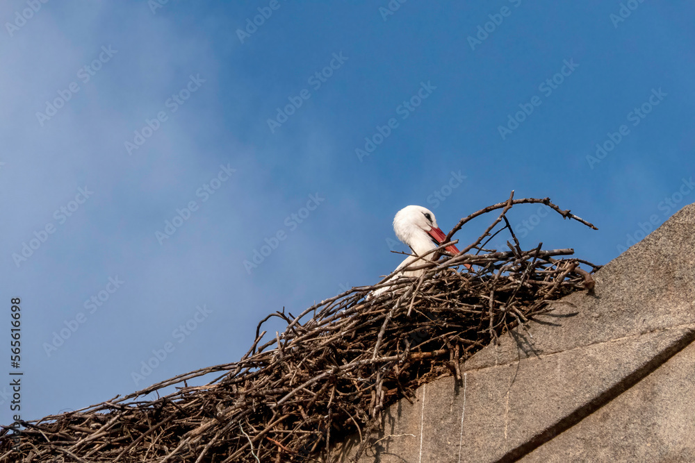Fototapeta premium A stork in a nest made of branches on the roof of a building