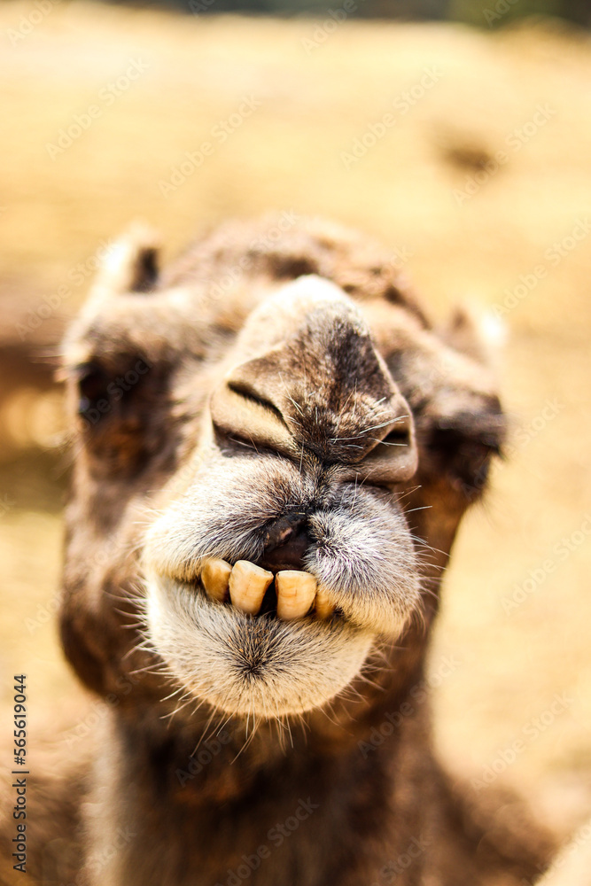 Obraz premium Retrato en primer plano de camello