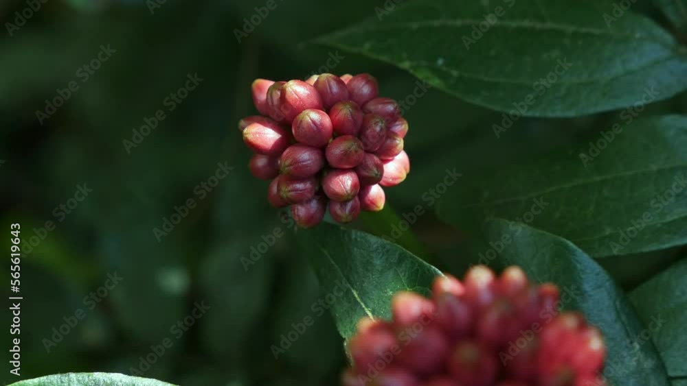 Closeup of fruits of red calliandra haematocephala hassk plant Closeup of fruits of red calliandra haematocephala hassk plant