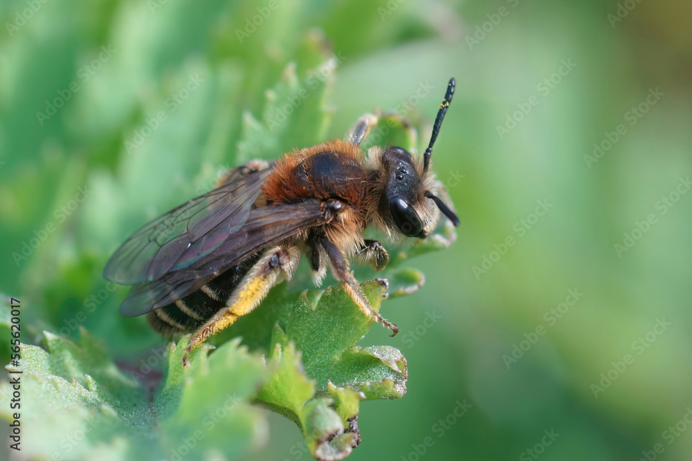 Closeup on a Short-fringed Mining Bee - Andrena dorsata sitting on the tip of a thistle Closeup on a Short-fringed Mining Bee - Andrena dorsata sitting on the tip of a thistle