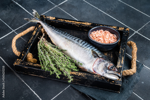 Raw mackerel fish with herbs and spices in wooden tray ready for cooking. Black background. Top view