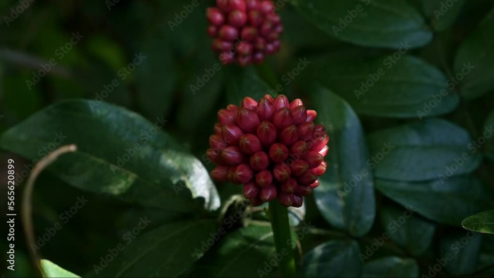 Closeup of fruits of red calliandra haematocephala hassk plant Closeup of fruits of red calliandra haematocephala hassk plant