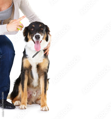 Woman  dog and learning with tennis ball in studio for training  mockup and focus by white background. Trainer talk  dog and pet education with teaching  love and care while isolated for listening