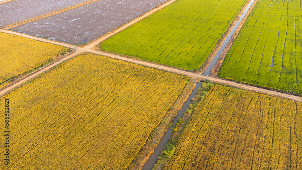 Aerial shot with drone in rice fields