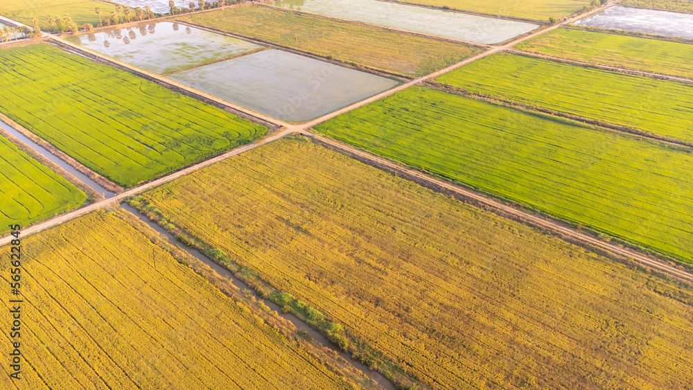 Aerial shot with drone in rice fields