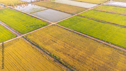 Aerial shot with drone in rice fields