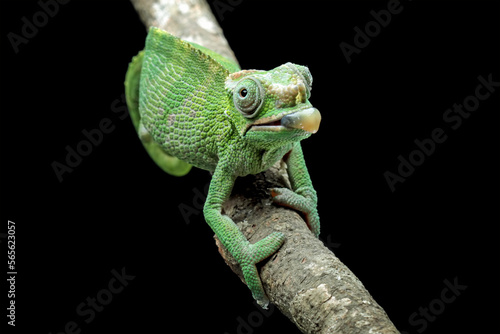 fischer chameleon walking on tree, female fischer chameleon, animals close-up © Agus Gatam