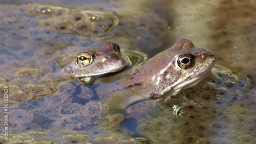 A group of common frogs in spring during spawning. In the water among the frog eggs. High quality FullHD ProRes footage photo