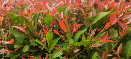 Syzygium paniculatum or bunga pucuk merah. Nature background of colorful leaves ornamental plants photo