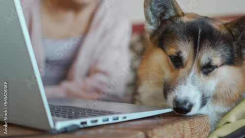 young caucasian woman with funny dog welsh corgi breed sits on couch at laptop, in living room. dog watchin something on screen and barking photo