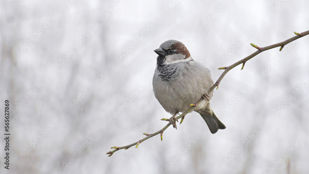 Sparrow sits on a branch in winter.