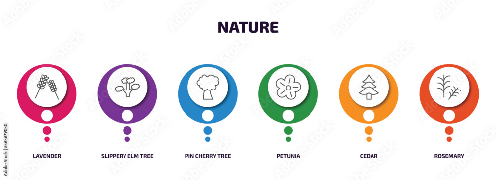 nature infographic element with outline icons and 6 step or option. nature icons such as lavender, slippery elm tree, pin cherry tree, petunia, cedar, rosemary vector. nature infographic element with outline icons and 6 step or option. nature icons such as lavender, slippery elm tree, pin cherry tree, petunia, cedar, rosemary vector.