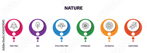nature infographic element with outline icons and 6 step or option. nature icons such as pine tree, oak, pitch pine tree, hypericum, astrantia, hawthorn vector.