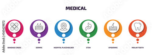 medical infographic element with outline icons and 6 step or option. medical icons such as bandage cross, dermis, hospital placeholder, stoh, epidermis, molar tooth vector.