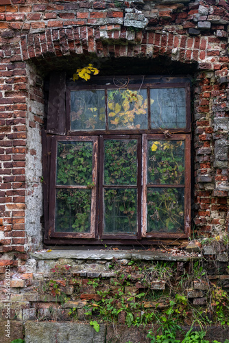 Fototapeta Naklejka Na Ścianę i Meble -  Part of the wall of an abandoned red brick house with a window. Trees grow inside.
