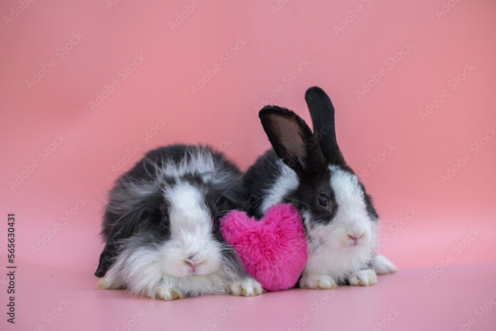 Obraz premium Couple of cute white gray rabbit sitting together looking camera with pink heart between them, valentine's festival card representation of lover.