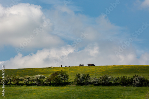 A rural Sussex view of cows grazing on a hillside