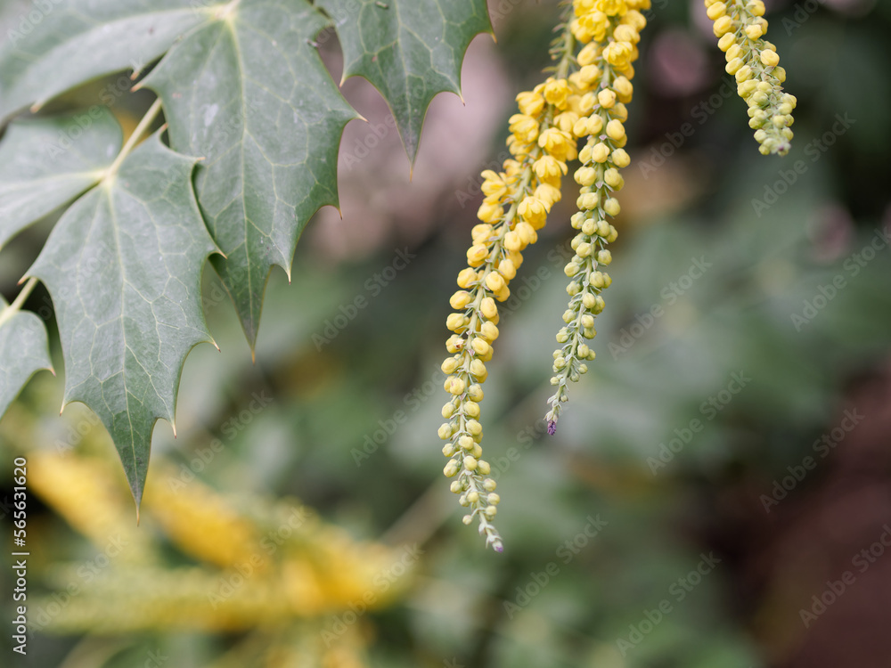 Fototapeta premium The yellow blossom of a mahonia in Spring garden.