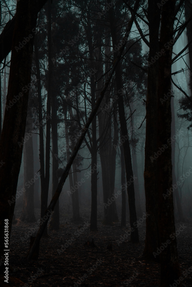 Obraz premium Fog-filled cold and dark haunted forest
