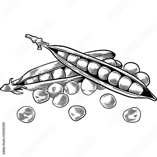 Hand drawn Peas in a Pod Sketch Illustration