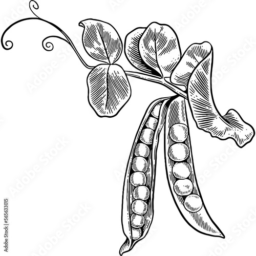 Hand drawn Pea Plant Sketch Illustration