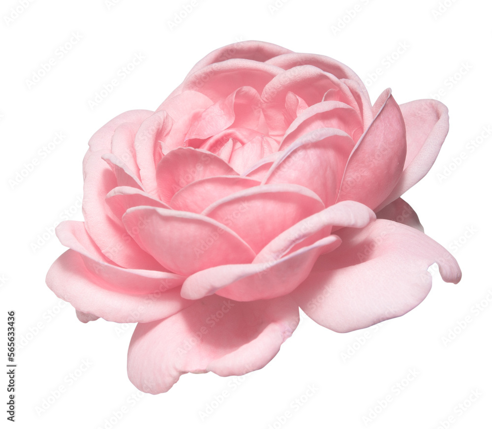 closeup of one pink rose fresh blossom beauty flower on an isolated white background with a clipping path or cutout.use for decoration in love event, Valentine's festival, and romantic wedding card. closeup of one pink rose fresh blossom beauty flower on an isolated white background with a clipping path or cutout.use for decoration in love event, Valentine's festival, and romantic wedding card.