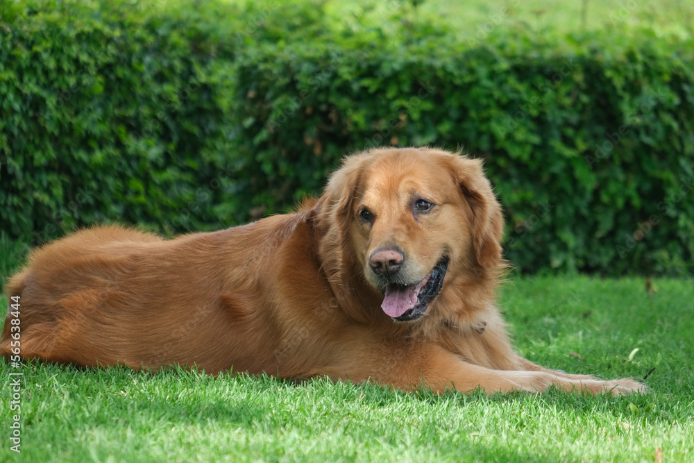 Brown Golden Retriever dog breed laying on the grass at the park. Selective focus. 