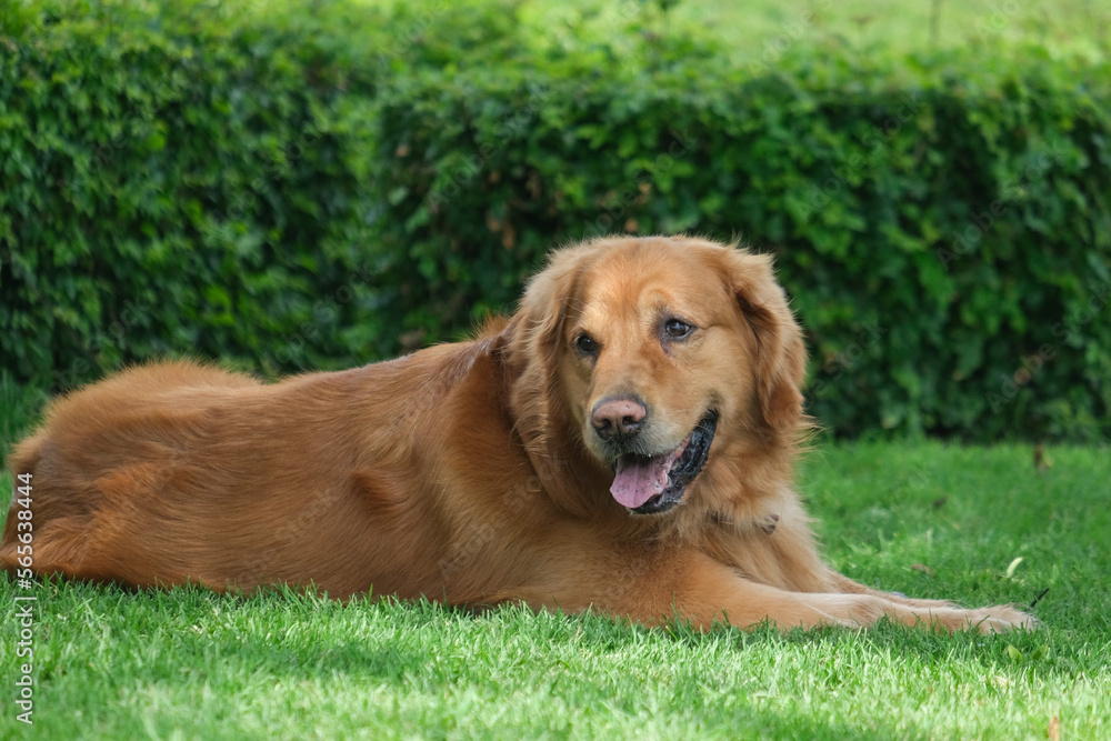 Brown Golden Retriever dog breed laying on the grass at the park. Selective focus. Brown Golden Retriever dog breed laying on the grass at the park. Selective focus.