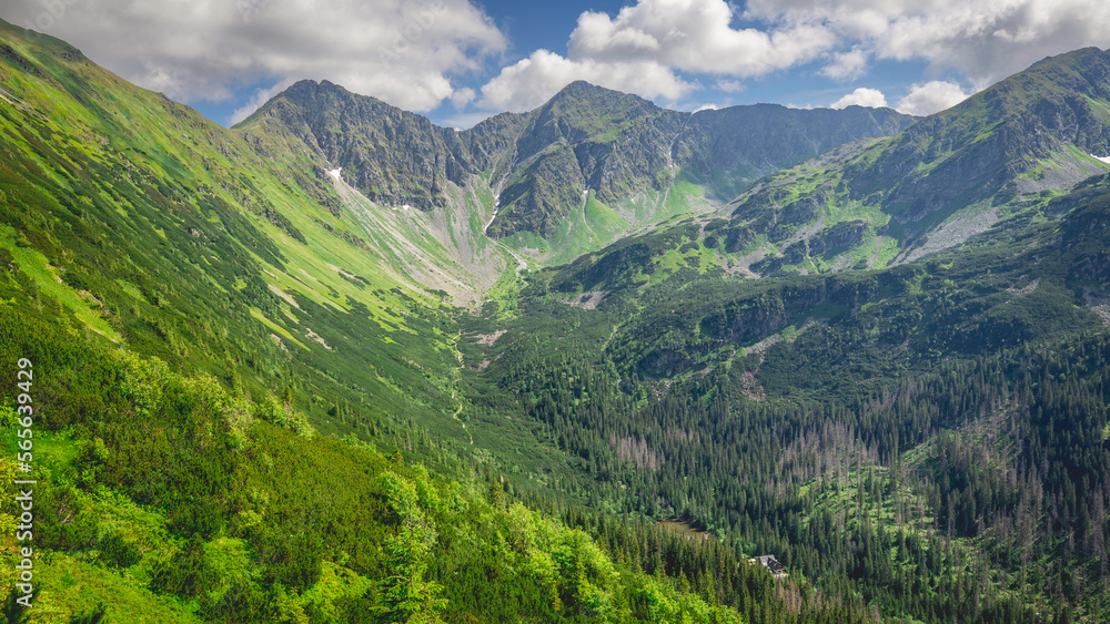 Fototapeta premium summer landscape in the mountains
