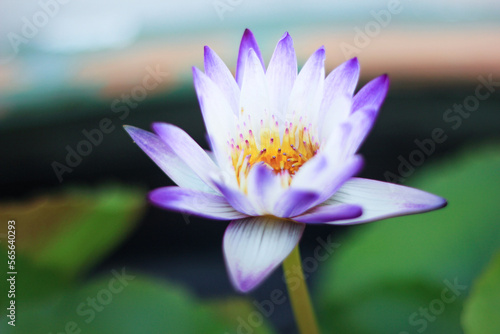 White and purple petals. There is a golden yellow stamen of a blooming lotus.