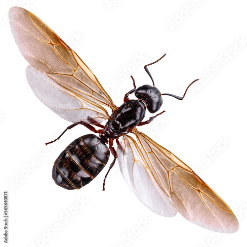 Obraz na płótnie Black polyrhachis ant with wing