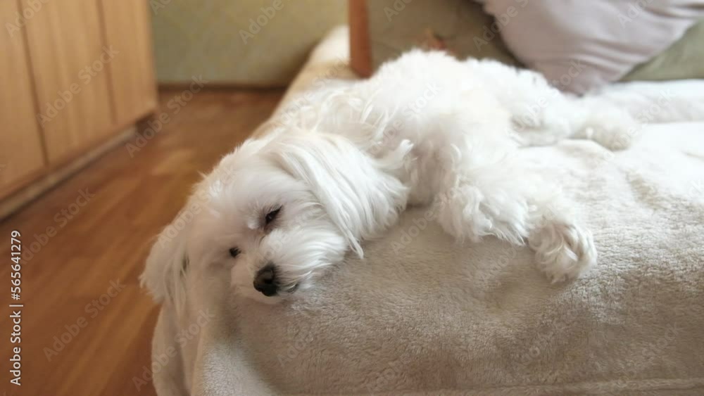 Portrait of a white maltese laying on a bed and looking at the camera Portrait of a white maltese laying on a bed and looking at the camera