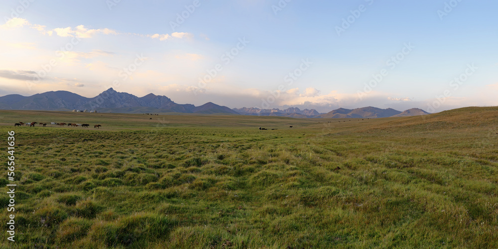 Horses grazing in the steppe at sunset, Song Kol Lake, Naryn Province, Kyrgyzstan