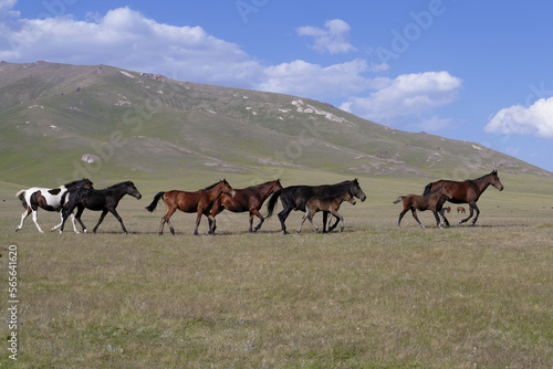 Horses running in the steppe near Song Kol Lake  Naryn Province  Kyrgyzstan