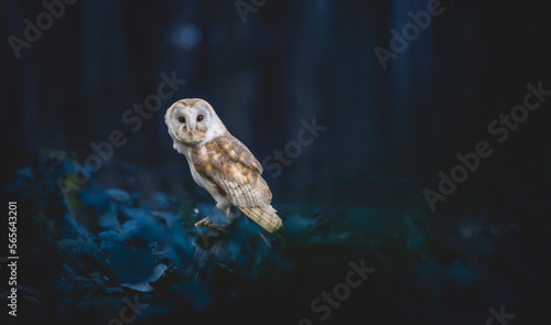 Barn owl (Tyto Alba) perched looking to the camera. White faced ghost nocturnal hunting owl. British Wildlife phoographed in Yorkshire