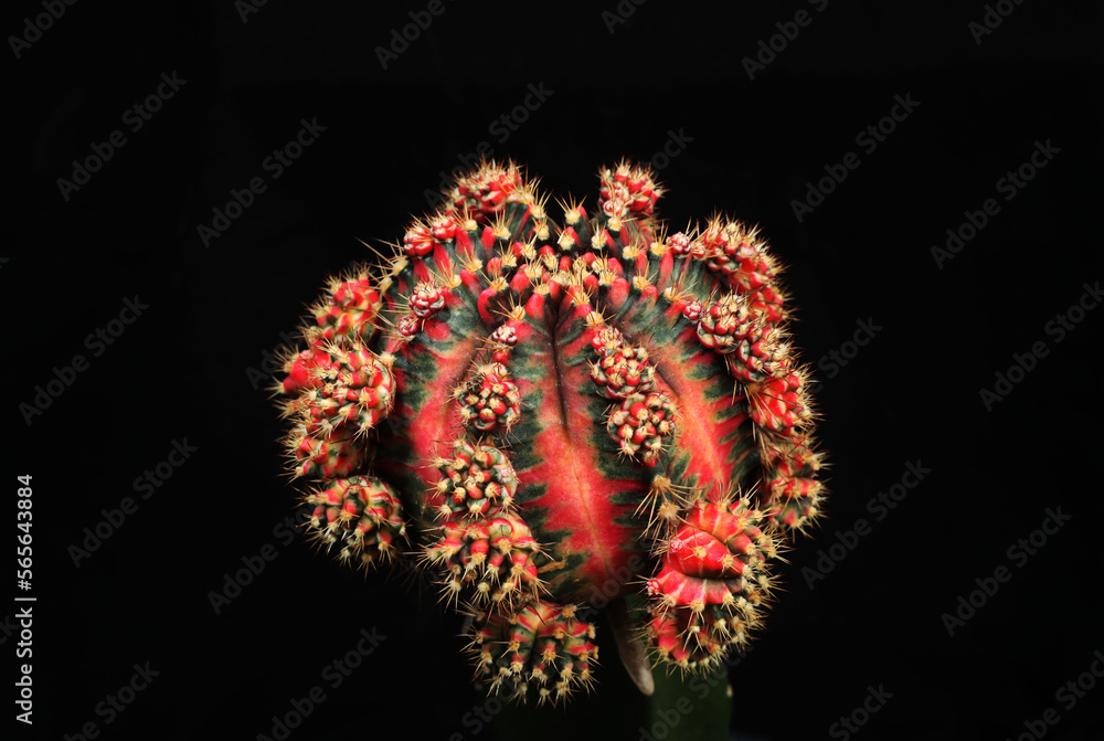 Beautiful variegated cactus plant Gymnocalycium in black background