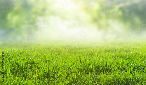Fototapeta Naklejka Na Ścianę i Meble -  green grass natural landscape, blurred background