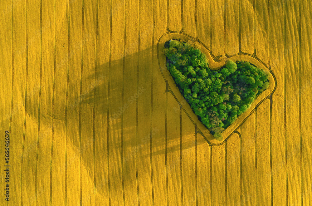Miłość rzepak zielone serce Walentynki dzień zakochanych zielona energia Polska natura las drzewa na polu - obrazy, fototapety, plakaty 
