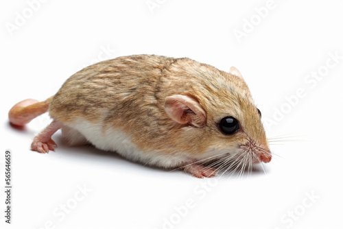 Gerbil fat tail isolated on white background , cute pet rodent, animals closeup photo