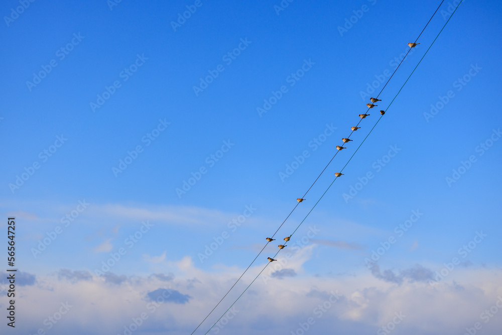 Sparrows sit on electrical wires with blue sky and white clouds in background Sparrows sit on electrical wires with blue sky and white clouds in background