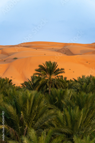 Φωτογραφία oasis in the desert
